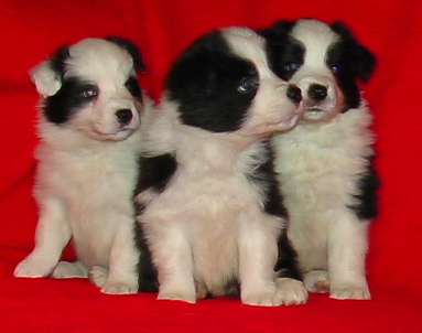 festivo Zenith, Zenon ja Zucker, 5 vko